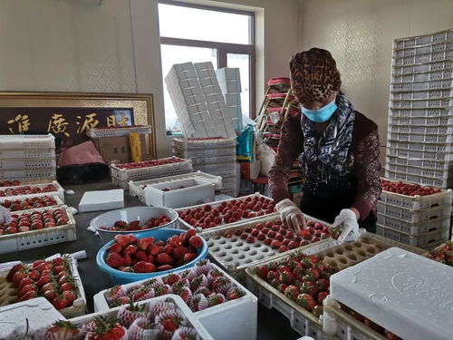 千金鄉(xiāng)草莓 春日的甜蜜饋贈，帶來新鮮水果零售新體驗(yàn)